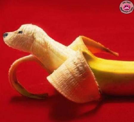 Vive les bananes et les chiens ???